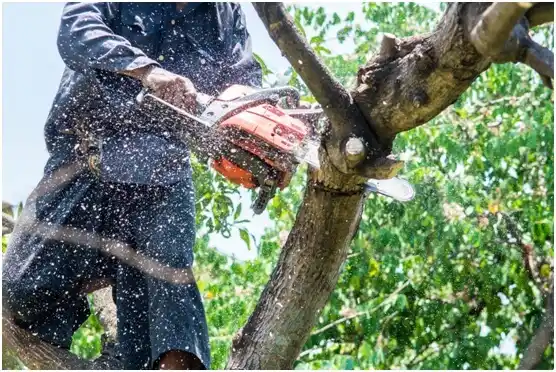 tree services Joaquin